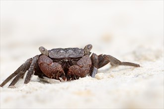 Mangrove Tree Crab (Aratus pisonii)