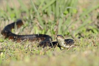 Florida Banded Water Snake (Nerodia fasciata pictiventris)
