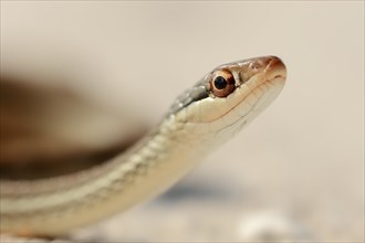 Southern Ribbon Snake (Thamnophis sauritus sackeni)