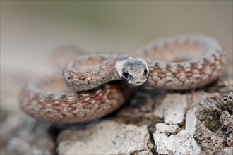 Florida Brown Snake or De Kay's Snake (Storeria dekayi victa