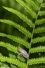 American Green Tree Frog (Hyla cinerea) sitting on fern frond