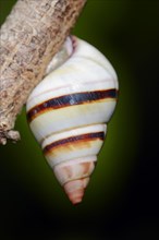 Florida Tree Snail (Liguus fasciatus)
