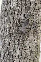 Wheel Bug (Arilus cristatus) on a tree