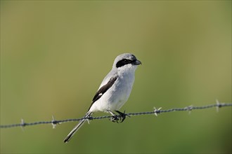 Loggerhead Shrike (Lanius ludovicianus) perched on a barbed wire fence