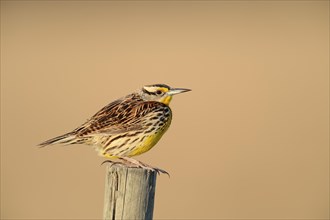 Eastern Meadowlark (Sturnella magna) perched on a fence post