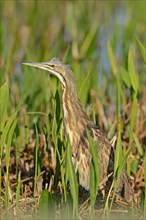 American Bittern (Botaurus lentiginosus)