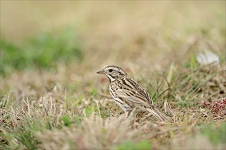 Savannah Sparrow (Passerculus sandwichensis) in the grass