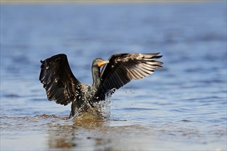 Double-crested Cormorant (Phalacrocorax auritus) landing in the water