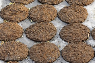 Cow dung laid out to dry for use as fuel