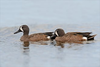 Two Blue-winged Teals (Anas discors)