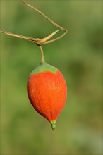 Gourd (Trichosanthes sp.)