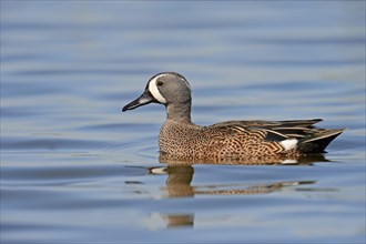 Blue-winged Teal (Anas discors)