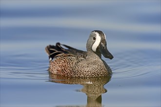 Blue-winged Teal (Anas discors)