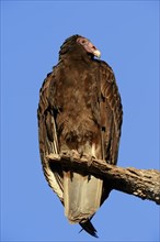 Turkey Vulture or Turkey Buzzard (Cathartes aura)