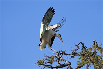 Wood Stork (Mycteria americana) landing on a tree