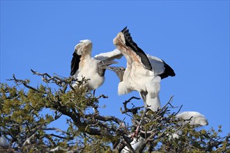 Wood Storks (Mycteria americana) quarraling