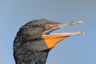 Double-crested Cormorant (Phalacrocorax auritus)