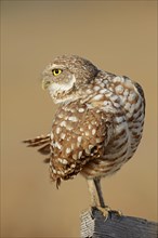 Burrowing Owl (Speotyto cunicularia