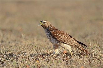 Red-shouldered Hawk (Buteo lineatus)