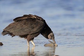 Black Vulture (Coragyps atratus) eating fish in water