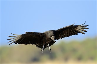 Black Vulture (Coragyps atratus) in flight