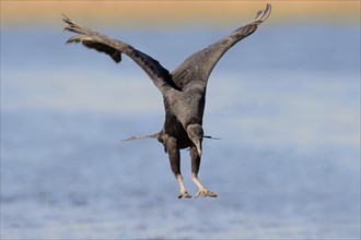 Black Vulture (Coragyps atratus) landing