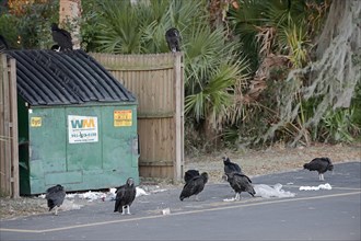 Black Vultures (Coragyps atratus)