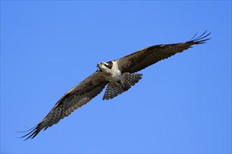Osprey (Pandion haliaetus carolinensis) in flight