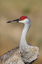 Florida Sandhill Crane (Grus canadensis pratensis)