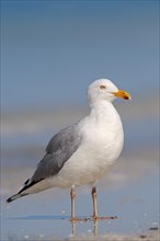 American Herring Gull or Smithsonian Gull (Larus smithsonianus) on the beach