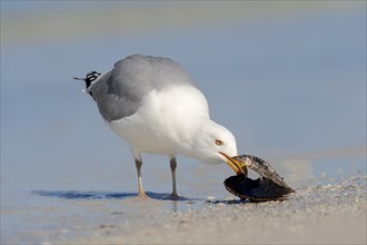 American Herring Gull or Smithsonian Gull (Larus smithsonianus) eating a mussel on the beach
