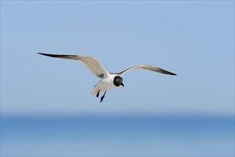 Laughing Gull (Larus atricilla) in flight