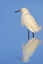 Snowy Egret (Egretta thula) standing in water with its reflection