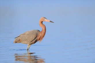 Reddish Egret (Dichromanassa rufescens