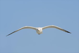 American Herring Gull or Smithsonian Gull (Larus smithsonianus) in flight
