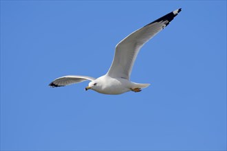 Ring-billed Gull (Larus delawarensis) in flight