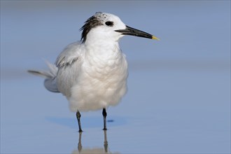 Sandwich Tern (Sterna sandvicensis