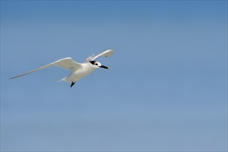 Sandwich Tern (Sterna sandvicensis