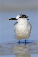 Sandwich Tern (Sterna sandvicensis