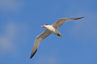 Royal Tern (Sterna maxima