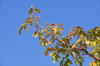 Gumbo-limbo