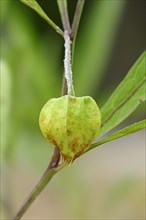 Physalis or Coastal Groundcherry (Physalis angustifolia)