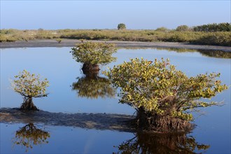 Red mangroves (Rhizophora mangle)