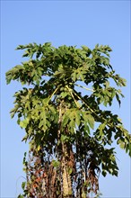 Papaya tree (Carica papaya)