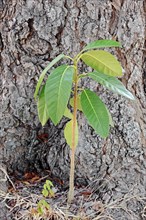 Florida Strangler Fig or Strangler Fig (Ficus aurea)