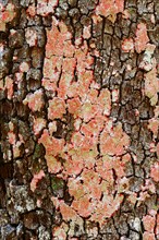Lichen or Christmas wreath lichen (Cryptothecia rubrocincta) on tree trunk