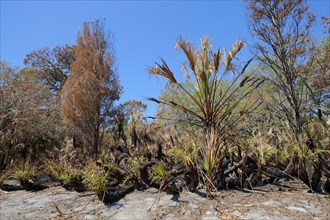 Saw Palmetto (Serenoa repens) and trees after a forest fire