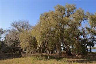 Southern Live Oak (Quercus virginiana) covered in Spanish Moss (Tillandsia usneoides)