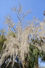 Spanish Moss (Tillandsia usneoides) on a tree