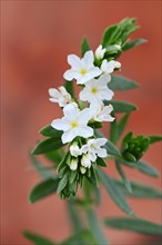 Pineland Heliotrope (Heliotropium polyphyllum)